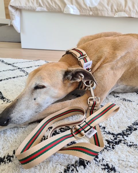 conjunto collar y correa beige-verde-rojo