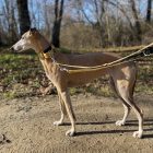 collar martingale serie etnica