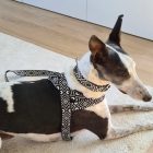 Arnés noruego etnico negro