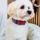 Collar click cuadros gris-rojo