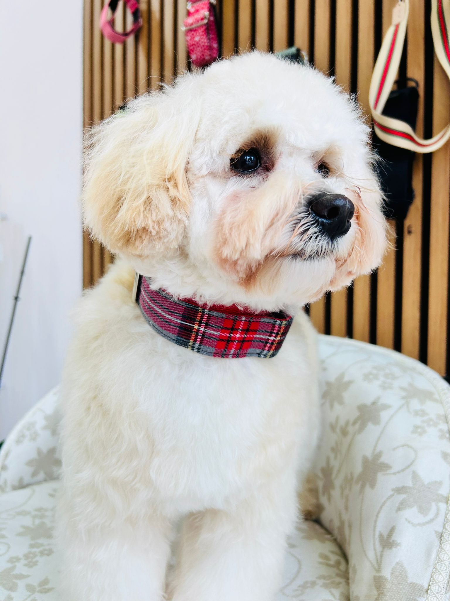 Collar click cuadros gris-rojo Collar click cuadros gris-rojo